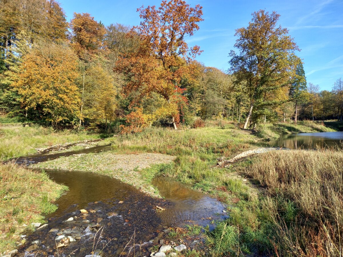 Gewässerausbau und Auenentwicklung Eschbach